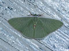 Comostola hauensteini