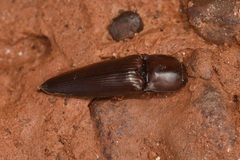 Atractosomus