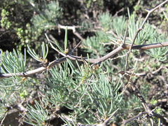 Asparagus graniticus