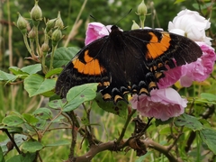 Papilio cacicus