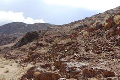 Euphorbia virosa virosa