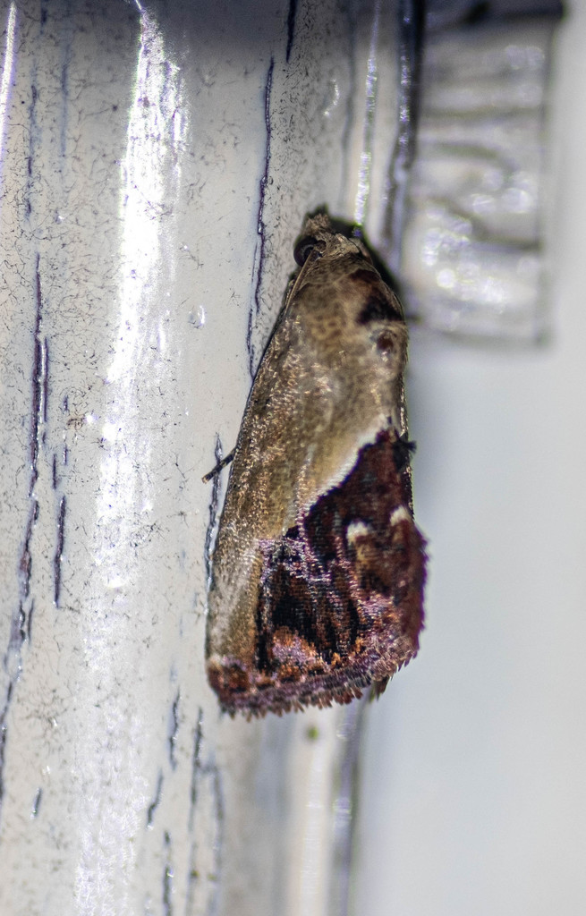 Maliattha vialis