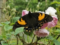 Papilio cacicus