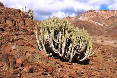 Euphorbia virosa virosa