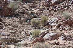 Euphorbia virosa virosa