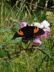 Papilio cacicus