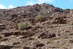 Euphorbia virosa virosa