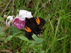 Papilio cacicus