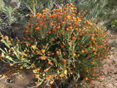 Melaleuca beaufortioides