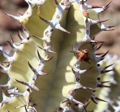 Euphorbia virosa virosa