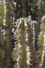 Euphorbia virosa virosa