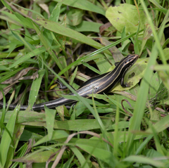 Plestiodon finitimus