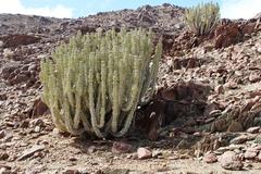 Euphorbia virosa virosa