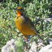 Fynbos Cape Longclaw - Photo (c) Gigi Laidler, some rights reserved (CC BY-NC), uploaded by Gigi Laidler
