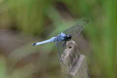 Orthetrum melania