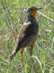 Macronyx capensis capensis