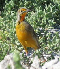 Macronyx capensis capensis