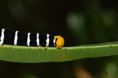 Isognathus swainsonii