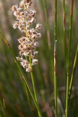 Hypodiscus argenteus