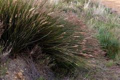 Hypodiscus argenteus