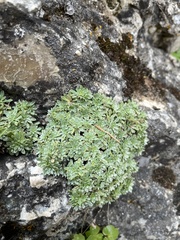 Petrophytum
