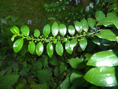 Rhamnus prinoides