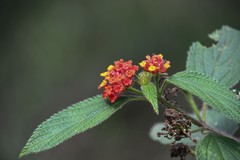 Lantana camara