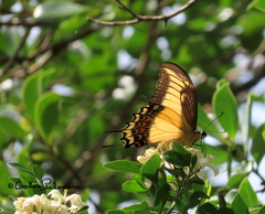 Heraclides androgeus