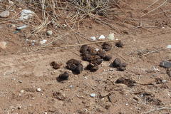 Equus asinus