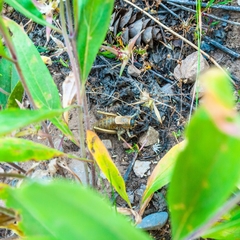 Anabrus simplex