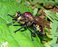 Laphria lata
