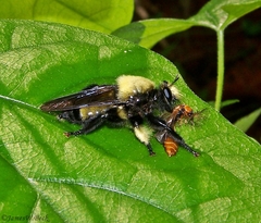 Laphria macquarti
