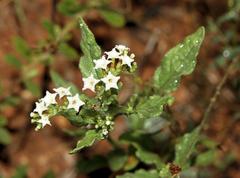 Heliotropium ciliatum