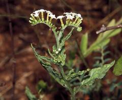 Heliotropium ciliatum