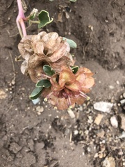 Rumex venosus