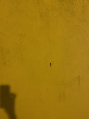 Tarentola mauritanica