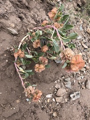 Rumex venosus