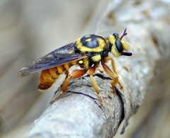 Laphria saffrana