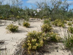 Conostylis androstemma