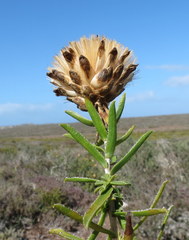 Pteronia onobromoides