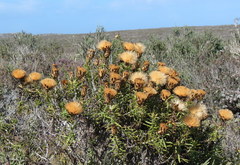 Pteronia onobromoides