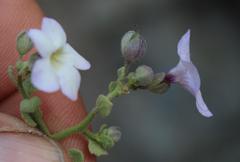 Jamesbrittenia ramosissima