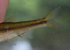 Luxilus chrysocephalus