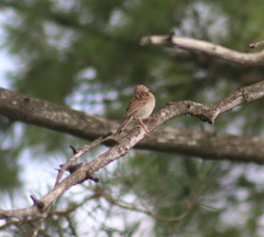 Spizella pusilla
