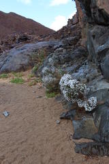 Jamesbrittenia ramosissima