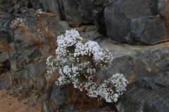 Jamesbrittenia ramosissima