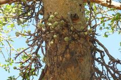 Ficus sycomorus sycomorus