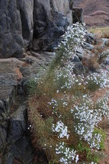 Jamesbrittenia ramosissima