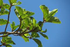 Ficus sycomorus sycomorus