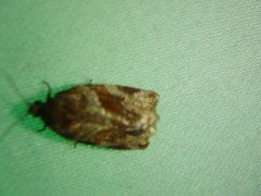 Archips mortuana